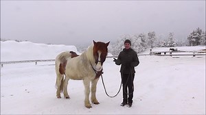 80K views · 971 reactions | One thing that demotivates horses is...