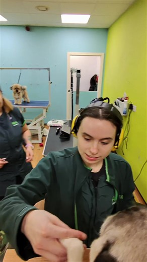 Insightful Vet Interviews About Pug Dogs