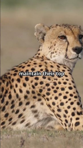 How Fast Can a Cheetah Run? The Astonishing Speed Explained!