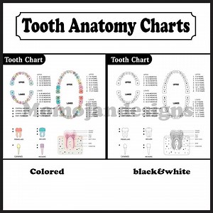 Tooth Anatomy Chart: Dental Reference Guide (digital Download) - Etsy UK