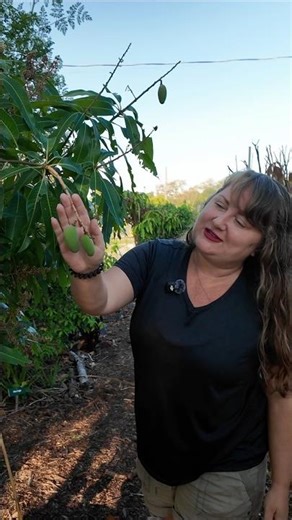 This Mango Tree Held FRUIT After a Historic Freeze? #growyourownfood