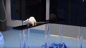 Elevated Plus Maze Test Combined with Video Tracking Software to Investigate the Anxiolytic Effect of Exogenous Ketogenic Supplements