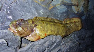 I caught a rockfish: wait until you see this!🐟