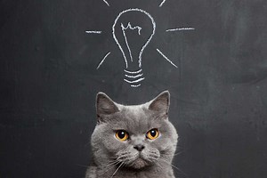 33 Ways to Use Cat Litter (Other Than In Kitty’s Box) - Litter Boxes Magazine