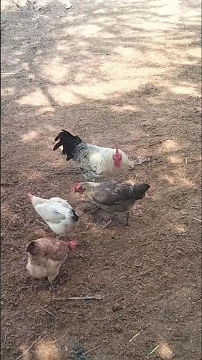 See how a single rooster handles four or five hens at the same time, and how they mate.
