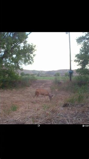 Trail Camera Captures Mule Deer in Their Natural Habitat