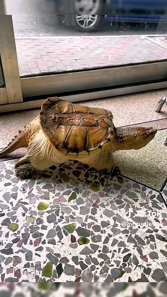 A Day in the Life of a Fat Snapping Turtle - Captivating Reptile Adventure