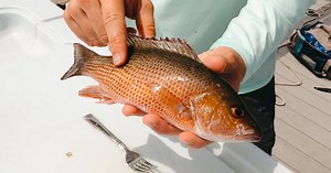 4 Steps To Clean Snapper (Without Filleting Them)