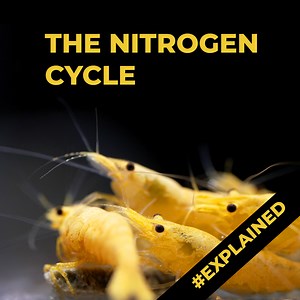 1.5M views · 20K reactions | How to Cycle your Fish Tank #explained | Aquarium Info | Facebook