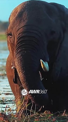 1.9K views · 119 reactions | Adventist World Radio has been...