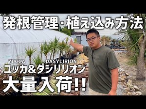 ドライガーデンにピッタリ!!ユッカ&ダシシリオンのご紹介!!