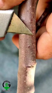 1.7M views · 5.9K reactions | Bud grafting apple tree, grafting, budding, gardening | Easy Grafting Techniques | Facebook