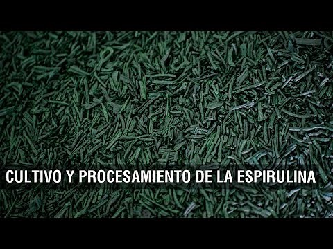 Cultivo y procesamiento de la espirulina - TvAgro por Juan Gonzalo Angel Restrepo