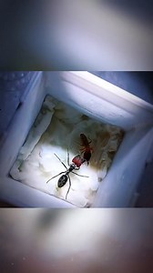2K views | Ant vs Ant. Who wins? Partie 1 | The Survival war Insects | Facebook