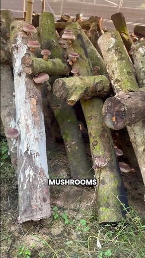 How Japan Grows Premium Shiitake Mushrooms on Logs 🍄🇯🇵
