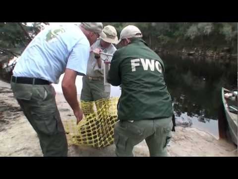 Alligator Snapping Turtles