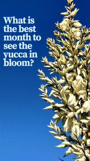 2.9K views · 15 reactions | Yucca Elata are a favorite springtime bloom in Arizona's Verde Valley, their creamy flowers swaying like graceful sentinels watching over the high desert. Book your rail journey for May to spot them from the train. #superbloom #spring #Arizona #travel Experience Clarkdale | Verde Canyon Railroad | Facebook