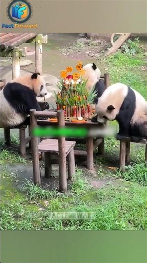 Unconditional Love: This Panda Only Trusts ONE Person! 🐼❤️ | #Shorts #panda