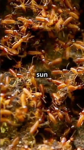 Ants vs Termites: The War Beneath Your Feet