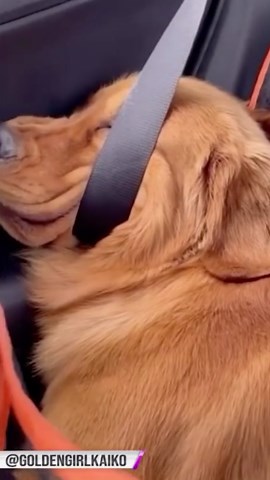 Fun-Loving Dogs Turning Every Moment into Excitement