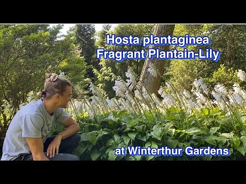 Fragrant Hostas for the Shade: How to Grow & Care for Hosta plantaginea