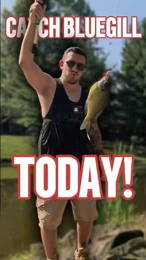 How to catch bluegill QUICKLY! Easy setup for beginners. #fishing