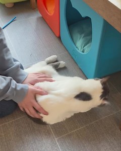 9.1K views · 69 reactions | Who doesn’t need a big, green eyed fluffy ball of joy in their life? 7 year old Grace is cat and kid friendly, spayed, litter box trained, up to date on all vaccines, and just SO SWEET!! She will be at the cafe until Saturday! If she sounds like the one for you, don’t pass her up! Come meet her asap冀冀 | Cat's Cradle | Facebook