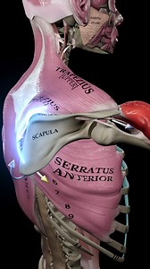 317K views · 5.6K reactions |  The Secret to Smooth Shoulder...