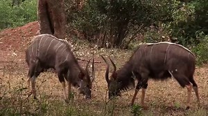 16 Incredible Facts About Nyala, The Legendary African Antelope