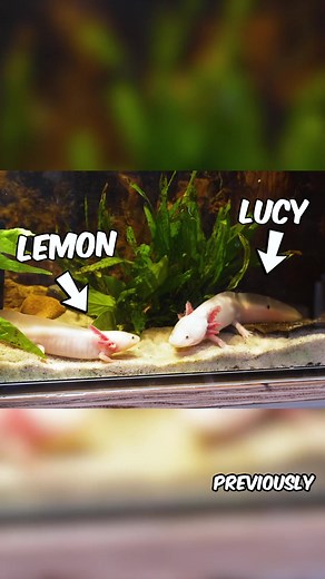 I Built a Giant Ecosystem for my Axolotls… 🦎