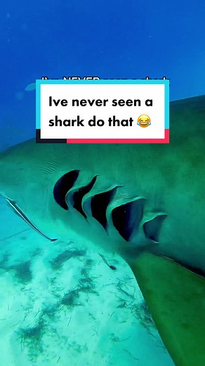 Ive seen sharks do many things, but that? 🤔 😂 maybe she was giving her gills a good clean. Who knows 🦈 #shark #tigershark #sharktok #sharksoftiktok #sharks #screammovie #tigersharks
