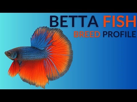 Betta Fish Care Guide | Tank Setup Feeding Breeding & Lifespan