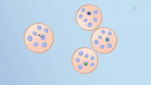 Video: Maturation of Endosomes