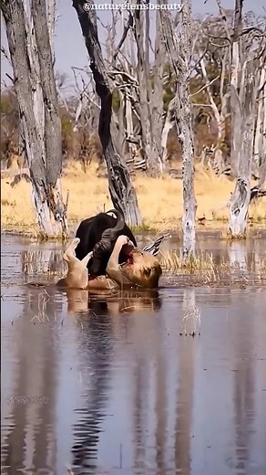 Lion vs Buffalo: The Unstoppable Clash! #shorts