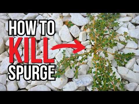 How To Get Rid of SPURGE Weed FAST & EASY!