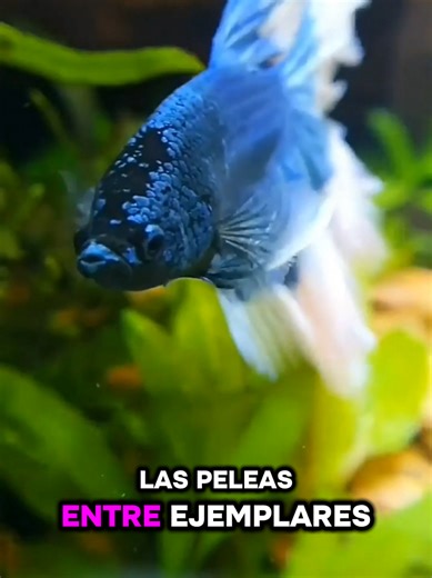 La historia del pez betta y el origen de su nombre. #betta #peces #acuarios #acuaparrotking