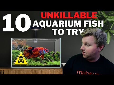 Top 10 Most Hardy Aquarium Fish for Beginners