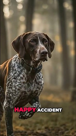 German Shorthaired Pointer: The PERFECT Hunting Dog Breed?