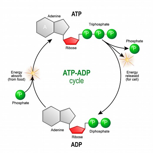 ATP & ADP - Biological Energy - Biology Online Tutorial