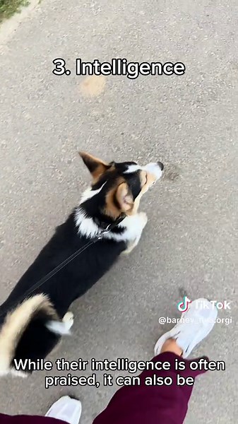 But none of these reasons change the fact that Corgis are the best breed of dogs. They are intelligent, playful, and incredibly loving. If you get a Corgi, you can be sure that you will have a best friend and the perfect companion ❤️ #corgibarney #dog #dogsoftiktok #dogtraining #tipsandtricks