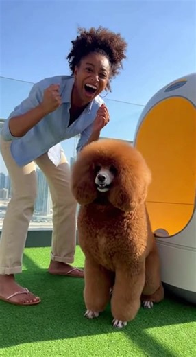 This Dog Transformation Machine is INSANE! 🤣 (AI) | Handy Panda