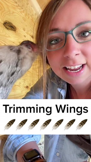 How to Trim Chicken Feathers Safely: A Step-by-Step Guide