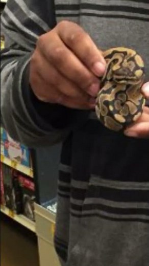 How to hold a female ball python.#snake#snakespecies