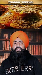 How Many Teeth Do Different Animals Have? 🐠🦷#AnimalTeeth #TeethCount #Wildlife #Zoology #FunFacts #AnimalLovers #WildAnimals #ToothTales | JoT Tv Australia