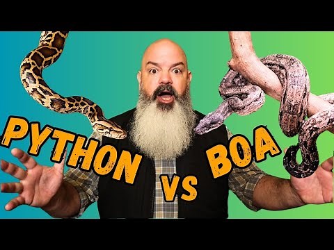 Python vs Boa: What Should You Get?
