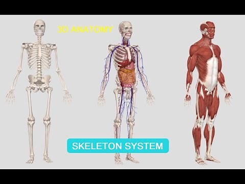 Anatomy learning 3D - Introduction to the Human skeleton system - An Overview of the skeletal system