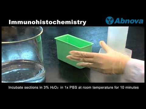 Immunohistochemistry