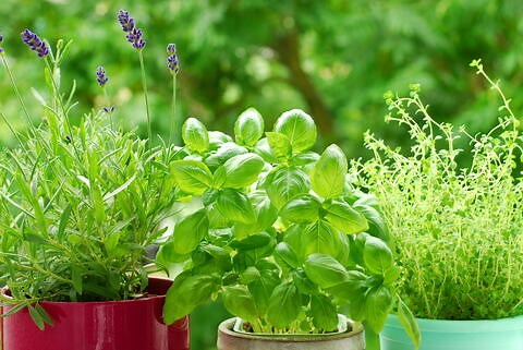 A How-to Guide: Companion Planting with Herbs