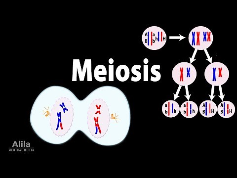Meiosis, Animation