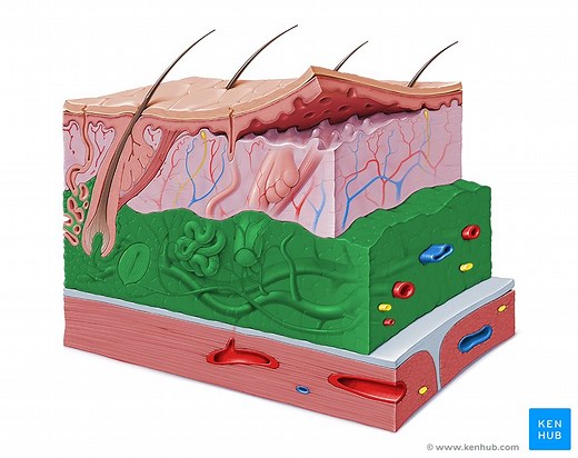 Fascia